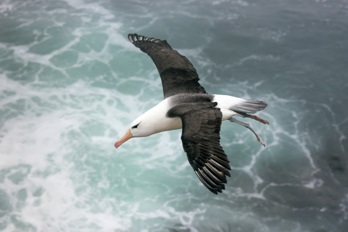 Albatros à sourcils noirs